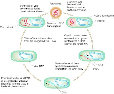 Cell cycle biology homework help